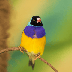 Exotic bird sitting on a tree branch