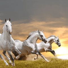 Horse stallion run gallop in dust desert