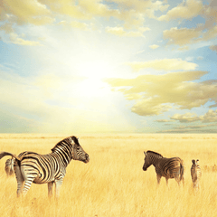 Animals in South Africa Kalahari desert