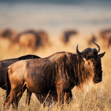 Animals in South Africa Kalahari desert
