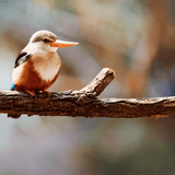 Exotic bird sitting on a tree branch