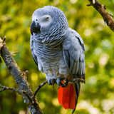 Exotic bird sitting on a tree branch