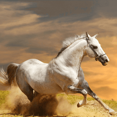 Horse stallion run gallop in dust desert